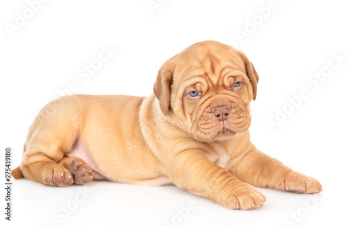 Portrait of a Bordeaux puppy lying in side view. isolated on white background