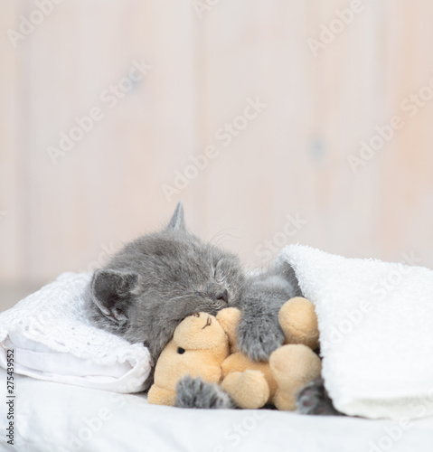 Gray kitten sleeping with toy bear on pillow under blanket 