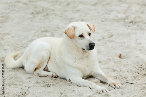 Beautiful beige labrador is lying on a sand on a bright sunny day