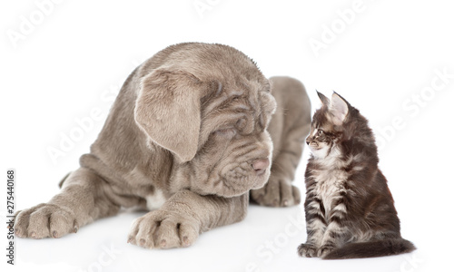 Neapolitana mastino puppy with maine coon kitten together. isolated on white background photo