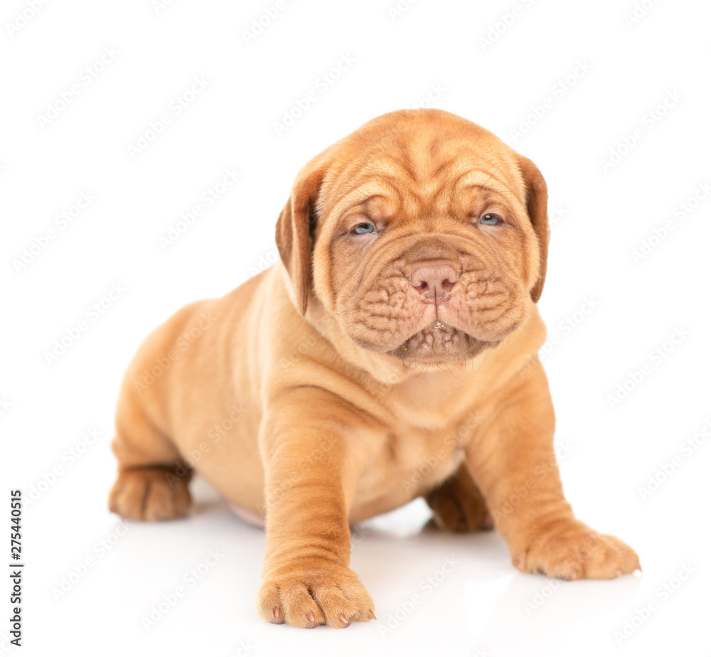 Baby mastiff puppy standing in front view. isolated on white background