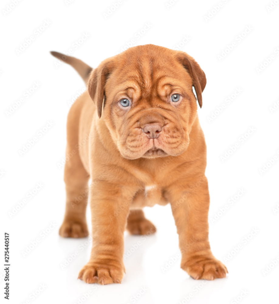 Portrait of a Bordeaux puppy standing in front view. isolated on white background Portrait of a Bordeaux puppy standing in front view. isolated on white background