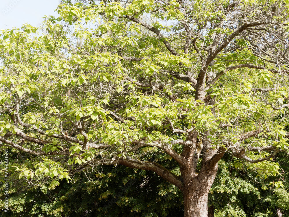 Fototapeta premium Catalpa bignonioides - Catalpa commun ou arbre aux haricots