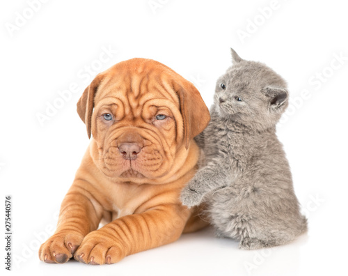 Playful kitten with mastiff puppy. isolated on white background