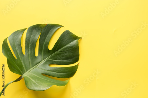 Single leaf of monstera on yellow. Close up, isolated with copy space.