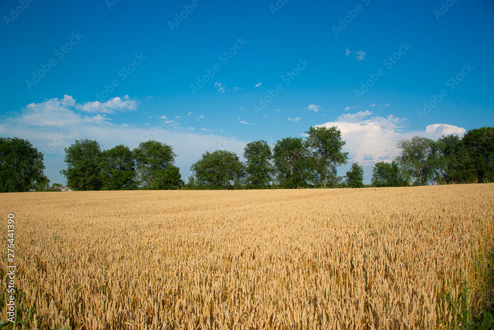 Field of wheat on a sunny day