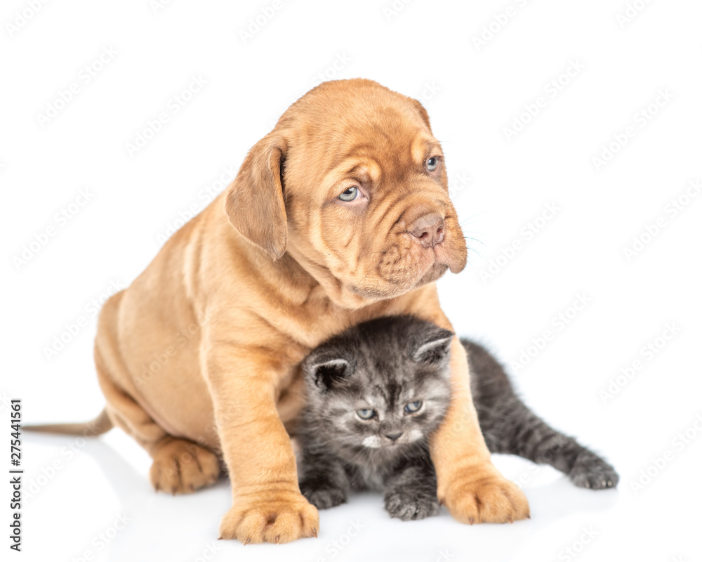 Mastiff puppy hugging baby kitten and looking away. isolated on white background