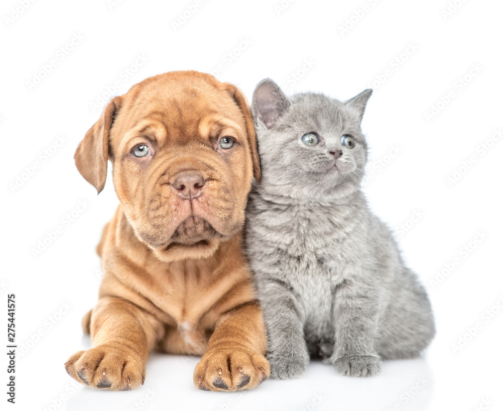 Funny puppy lying with baby kitten in front view. isolated on white background Funny puppy lying with baby kitten in front view. isolated on white background