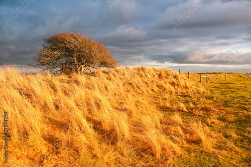 Normandy. Manche. Pointe d'Agon Coutainville. Nature preservation area. Nature reserve during the winter. Beautiful lights at sunset time. photo