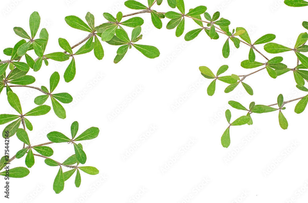 Green leaf isolated on white background with clipping path, Frame with green leaf, Green leaf texture as background or wallpaper, Terminalia ivorensis leave isolated with copy space Green leaf isolated on white background with clipping path, Frame with green leaf, Green leaf texture as background or wallpaper, Terminalia ivorensis leave isolated with copy space