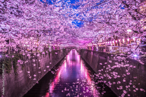 Fotobehang 目黒川の桜