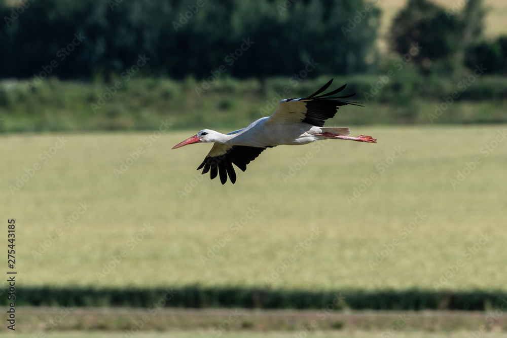 Naklejka premium Flying stork with spreaded Wings