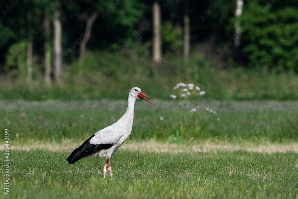 Naklejka premium Stork foraging in a field with open beak