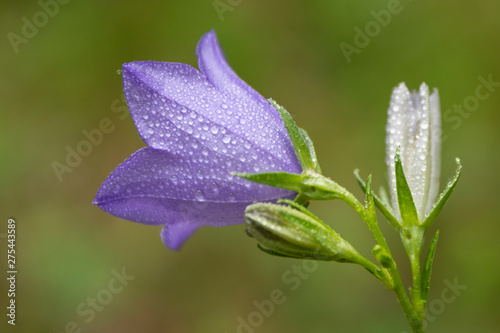Blue flower bell with dew drops, summer nature plants. Plants summer nature, blue flower bell.
