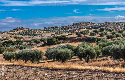 Spain, autonomous community of Madrid, Province of Madrid, olive trees in the countryside surrounding Chinchon photo