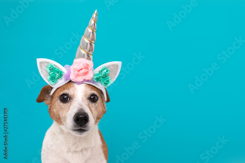 Funny unicorn little white dog looking at camera on blue background with copy space