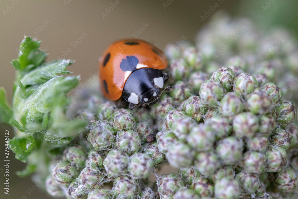 Obraz premium Coccinella 7-punctata (Seven-spot ladybird) on Achillea