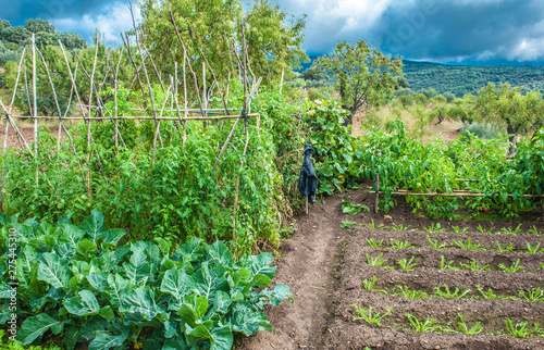 Spain, autonomous community of Aragon, Sierra y Cañones de Guara natural park, vegetable garden photo