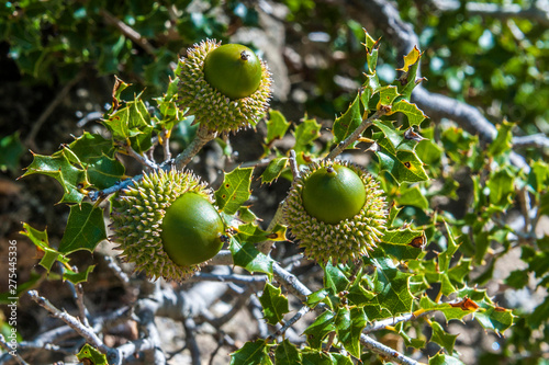 Spain, autonomous community of Aragon, Sierra y Cañones de Guara natural park, kermes oak shrub with acorns photo