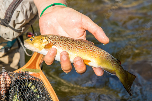 Auvergne - Rhone-Alpes - Haute-Loire - Fly fishing in the valley of Haute-Loire. A fish in the hand of the fisher. photo