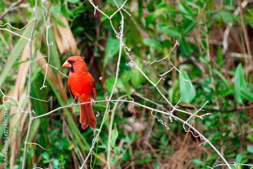 USA. Florida. Everglades National Park. Long Pine. Cardinal bird. photo