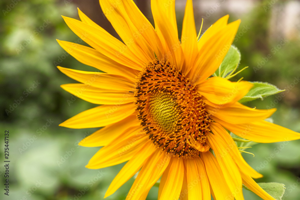 Sunflower in backyard Sunflower in backyard
