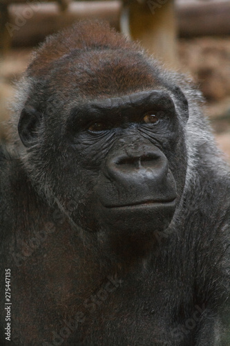 Fototapeta Naklejka Na Ścianę i Meble -  Beautiful short shot of a gorilla (Troglodytes Gorilla) looking at infinity