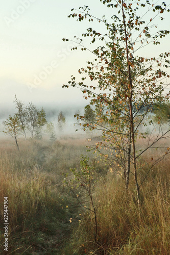 Russian forest. Morning fishing. Fog. Fascinating landscapes of the morning forest.