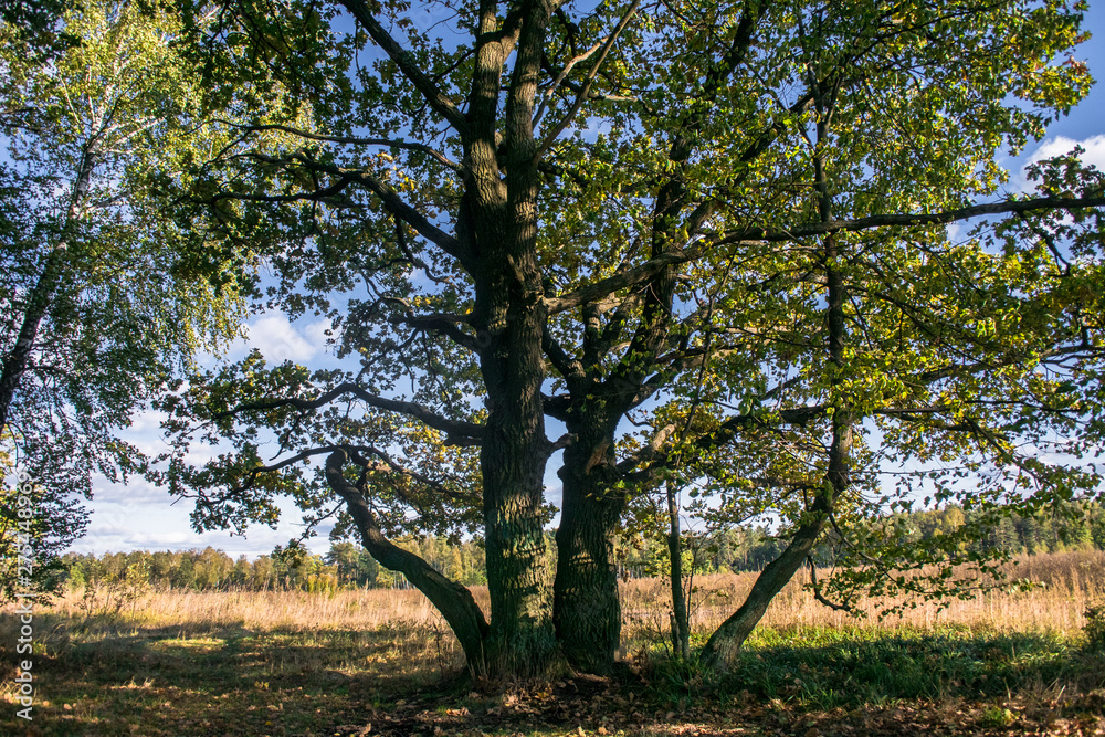 Relic oaks with lush crowns illuminated by the cold autumn sun.Beautiful ancient oak grove Golden autumn. Relic oaks with lush crowns illuminated by the cold autumn sun.Beautiful ancient oak grove Golden autumn.