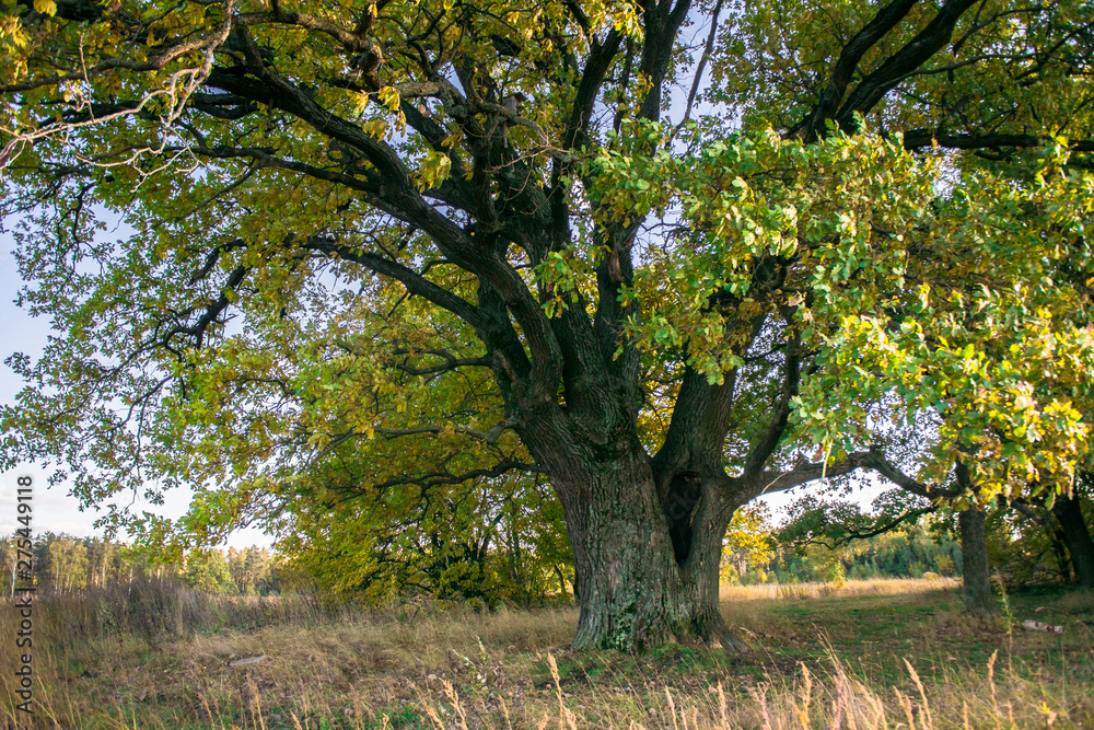 Fototapeta premium Relic oaks with lush crowns illuminated by the cold autumn sun.Beautiful ancient oak grove Golden autumn.