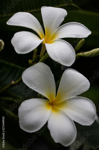 White flowers, gardening beside my house © Wanmai