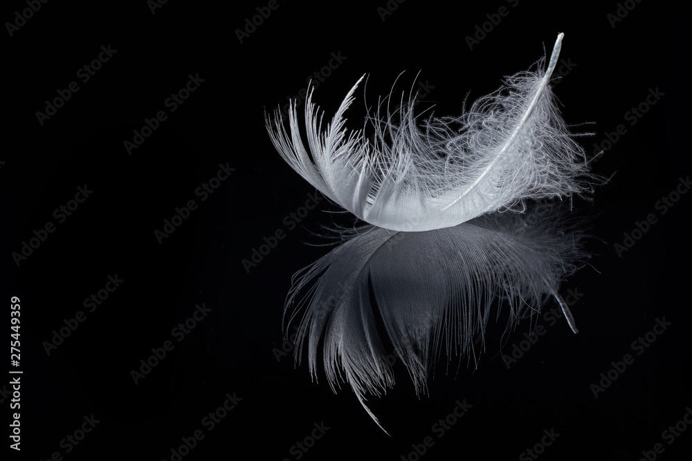 feather and its reflection isolated on black background - obrazy, fototapety, plakaty 