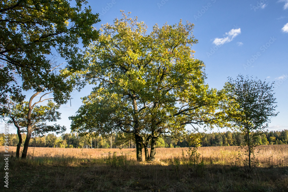 Relic oaks with lush crowns illuminated by the cold autumn sun.Beautiful ancient oak grove Golden autumn.