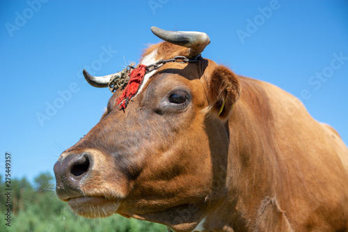 Krowy z podlasia