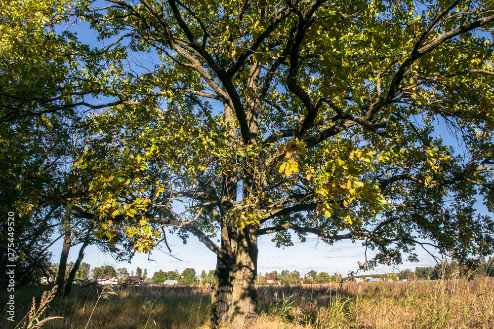 Relic oaks with lush crowns illuminated by the cold autumn sun.Beautiful ancient oak grove Golden autumn. Relic oaks with lush crowns illuminated by the cold autumn sun.Beautiful ancient oak grove Golden autumn.