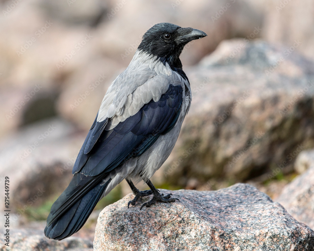 gray crow sits on a stone gray crow sits on a stone