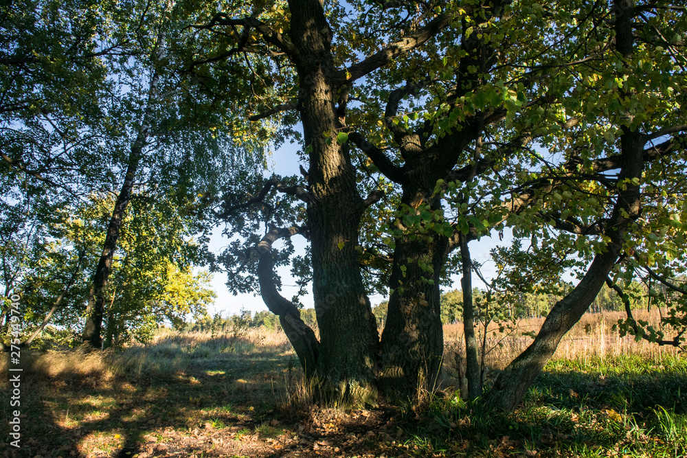 Relic oaks with lush crowns illuminated by the cold autumn sun.Beautiful ancient oak grove Golden autumn