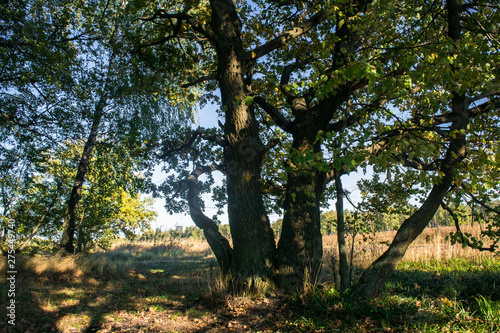 Relic oaks with lush crowns illuminated by the cold autumn sun.Beautiful ancient oak grove Golden autumn