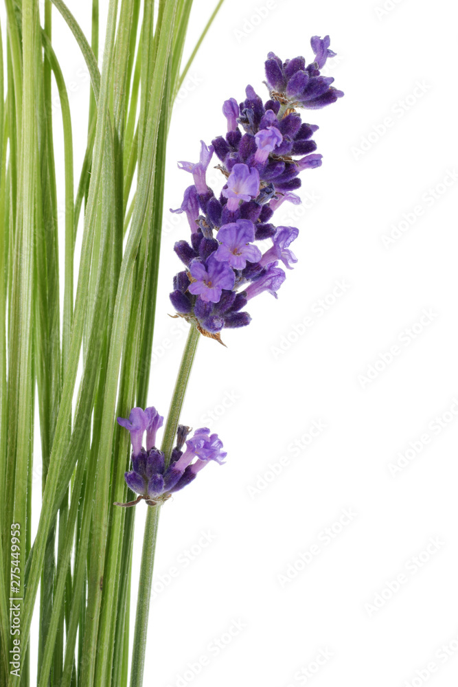 Obraz premium Lavender