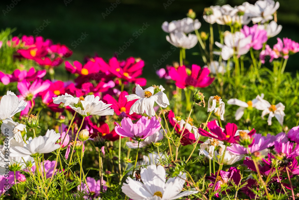 Uplifting colorful Cosmos flowers under the cheerful sunlight. Popular decorative plant for landscaping of public and private recr. Floriculture, happiness.