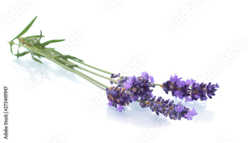 Lavender flower in bunch isolated on white