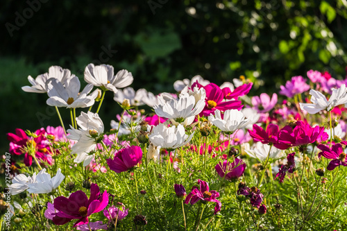 Uplifting colorful Cosmos flowers under the cheerful sunlight. Popular decorative plant for landscaping of public and private recr. Floriculture  happiness.