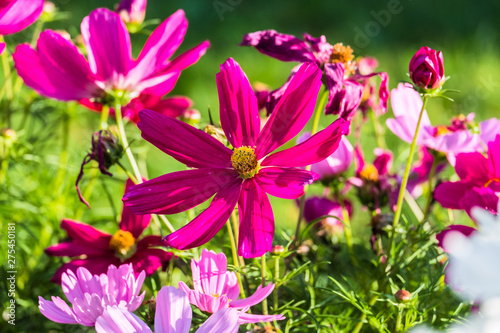 Uplifting colorful Cosmos flowers under the cheerful sunlight. Popular decorative plant for landscaping of public and private recr. Floriculture  happiness.