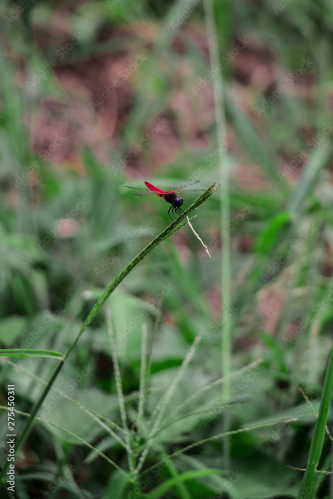 dragonfly dragonfly