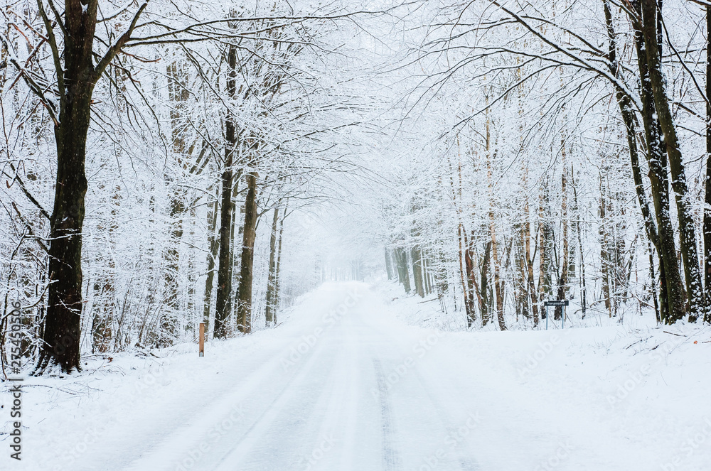 snowy road in winter forest snowy road in winter forest