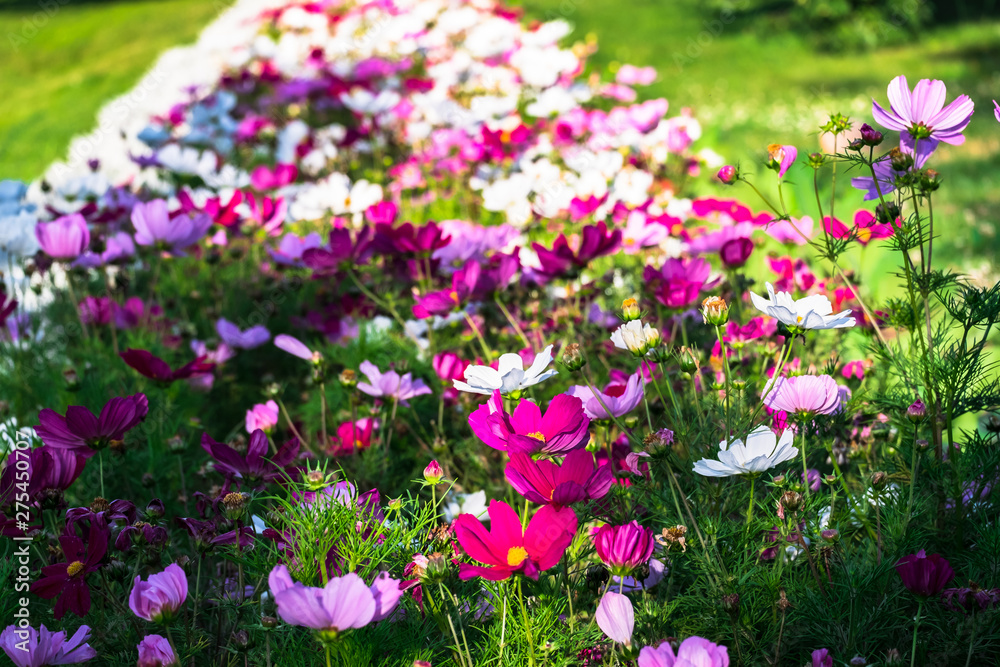 Uplifting colorful Cosmos flowers under the cheerful sunlight. Popular decorative plant for landscaping of public and private recr. Floriculture, happiness. Uplifting colorful Cosmos flowers under the cheerful sunlight. Popular decorative plant for landscaping of public and private recr. Floriculture, happiness.