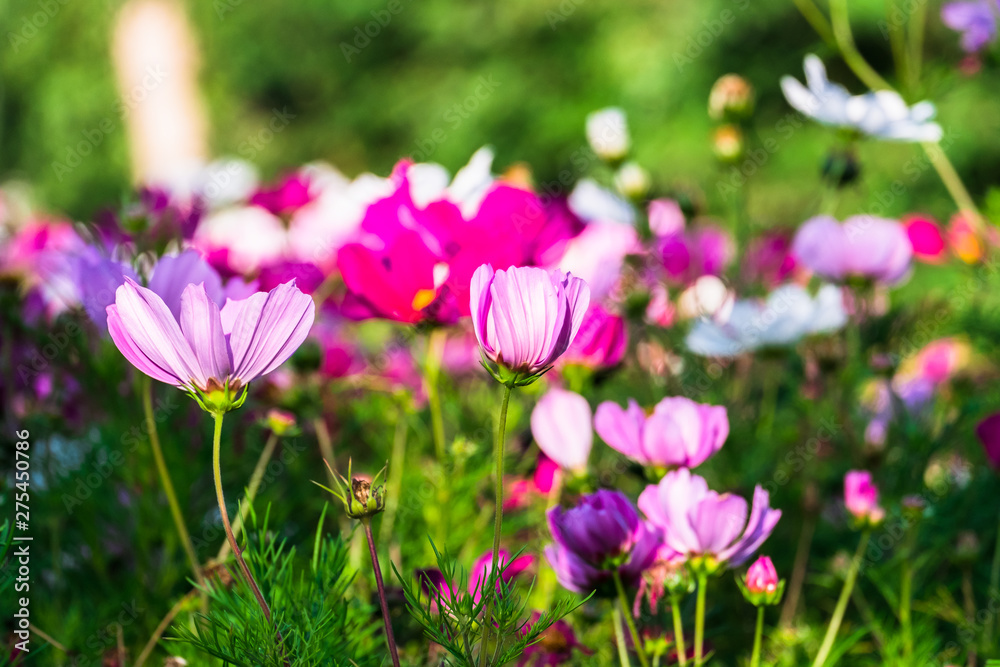 Uplifting colorful Cosmos flowers under the cheerful sunlight. Popular decorative plant for landscaping of public and private recr. Floriculture, happiness. Uplifting colorful Cosmos flowers under the cheerful sunlight. Popular decorative plant for landscaping of public and private recr. Floriculture, happiness.