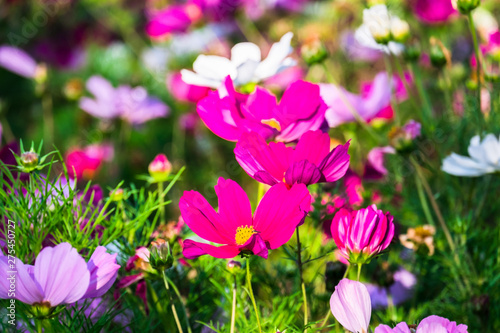 Uplifting colorful Cosmos flowers under the cheerful sunlight. Popular decorative plant for landscaping of public and private recr. Floriculture, happiness.