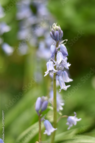 Blühendes Hasenglöckchen (Hyacinthoides)