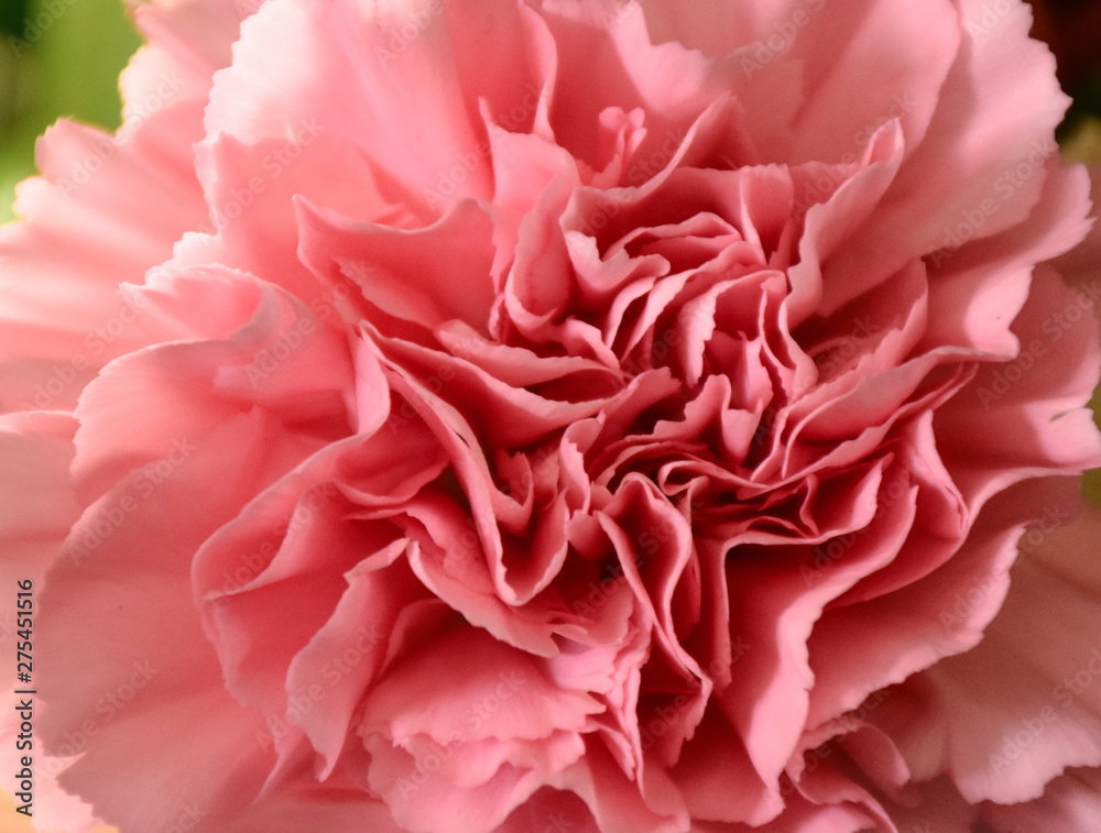 Carnation petals tight, pink, beautiful, sweet